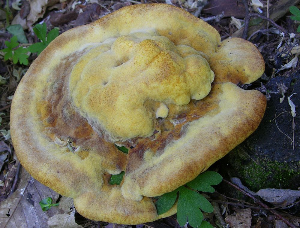 L''acqua � arrivata vediamo ora i funghi....